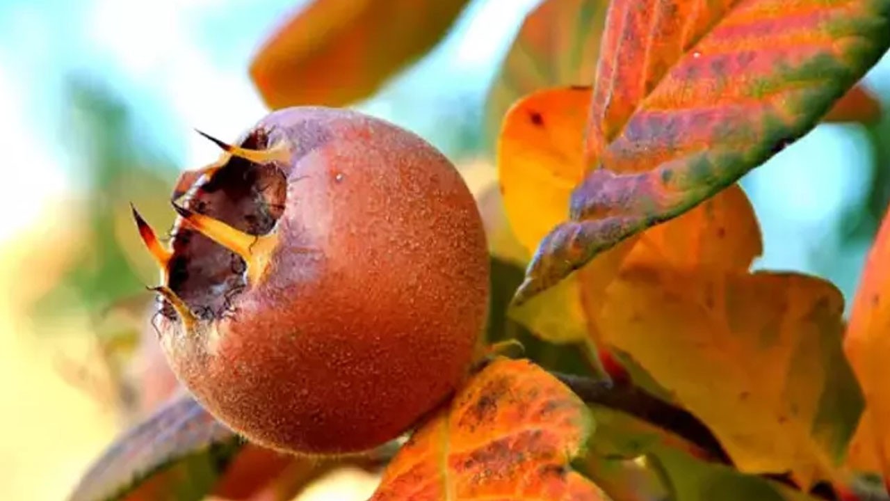 Muşmula çayının mucizesi! Muşmulanın kebabı var! Demir deposu, şifa dolu