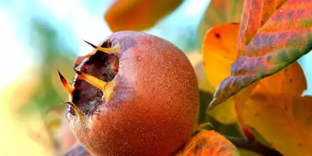 Muşmula çayının şifası: Lif bakımından en zengin o!