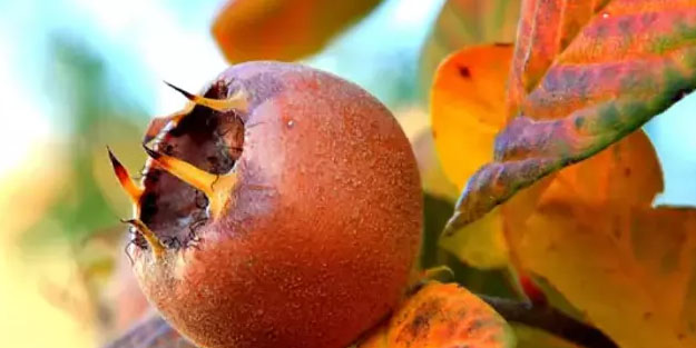 Muşmula çayının faydası : Töngel meyvesinin faydaları! Obezite sorununu yok etti!