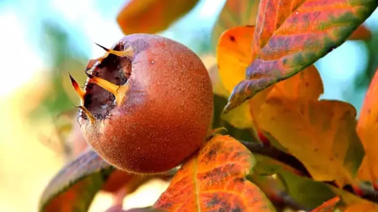 Muşmula çayının faydaları say say bitmiyor!