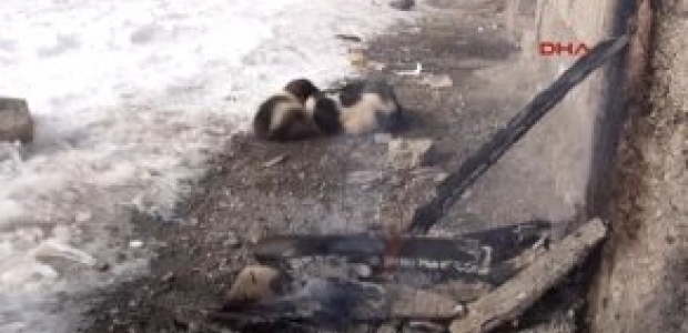 Muş'ta 10 yavru köpek donarak öldü