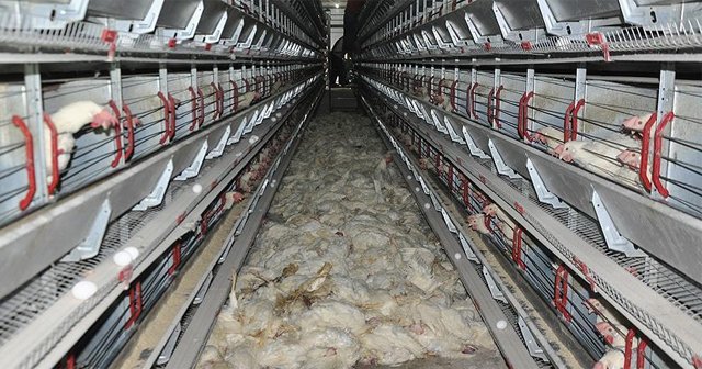 Muş'ta 40 bin tavuk telef oldu