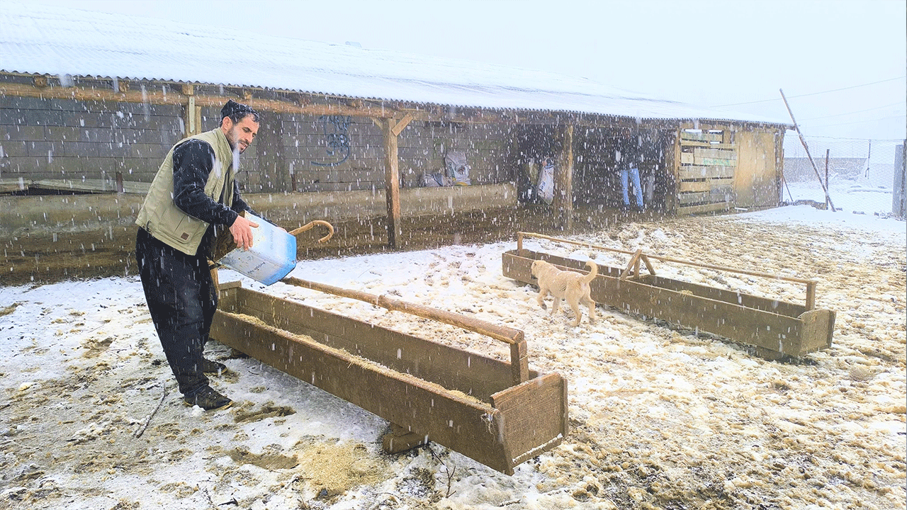 Muş'ta besicilerin karla imtihanı! Zorlu şartlarda hayvanlarına bakıyorlar