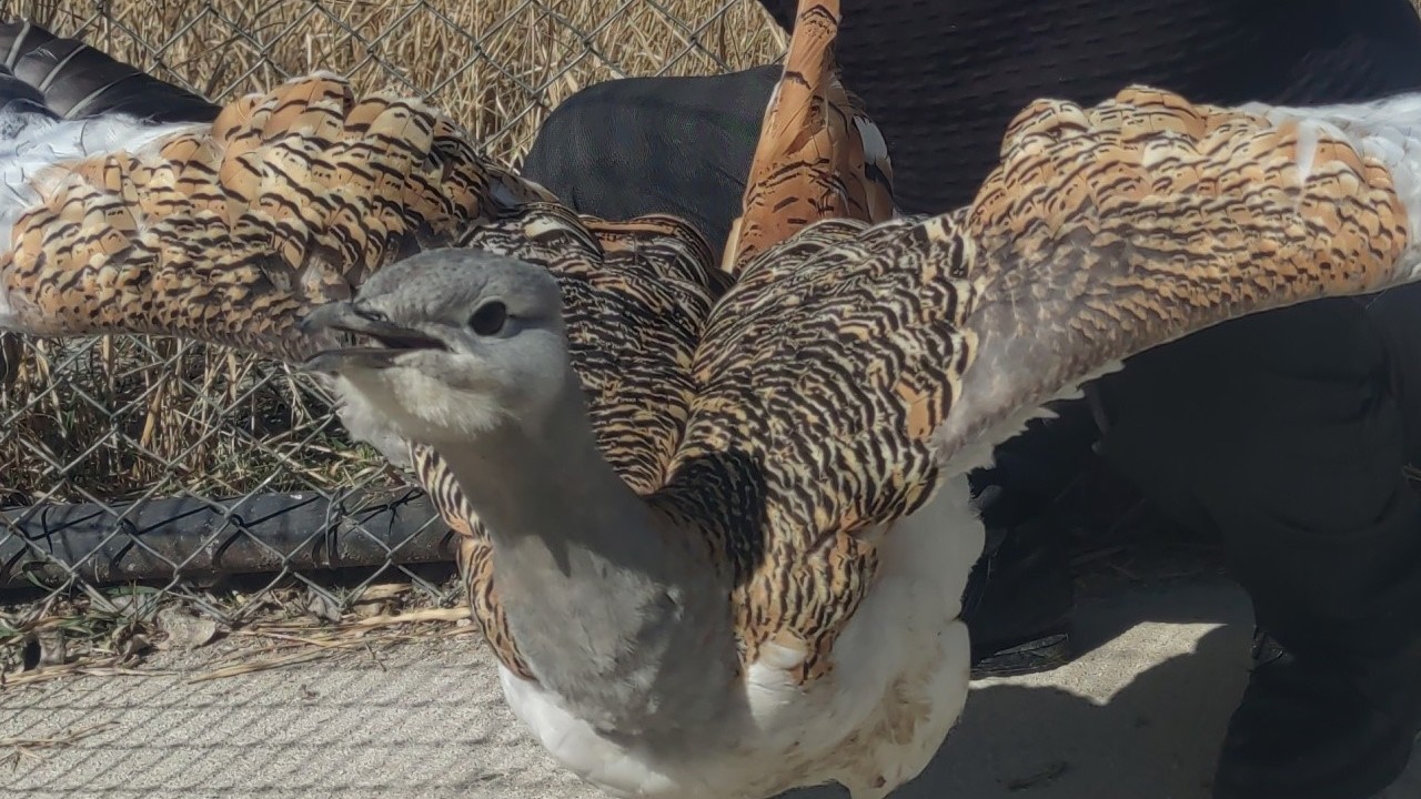 Muş'ta bitkin halde bulunan toy kuşu sağlığına kavuşuyor