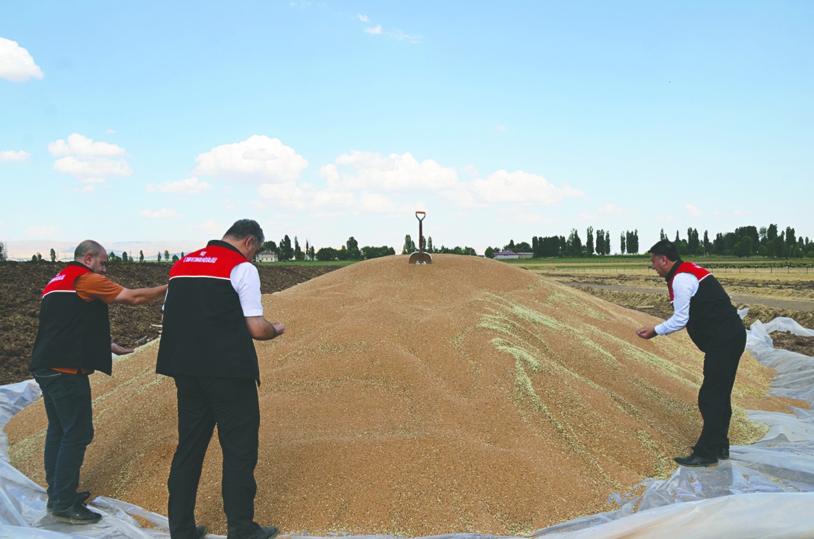 Muş’ta buğday ve arpada yüksek rekolte çiftçileri sevindirdi