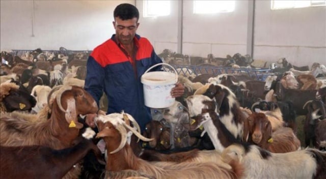 Muş'ta devlet desteği ile kurduğu çiftlikte keçi sütü üretiyor