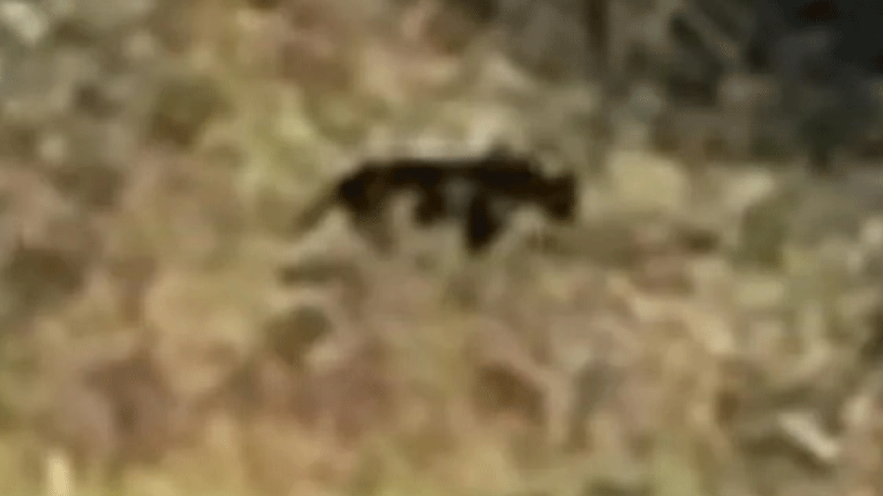 Muş'ta esrarengiz havyan paniği!