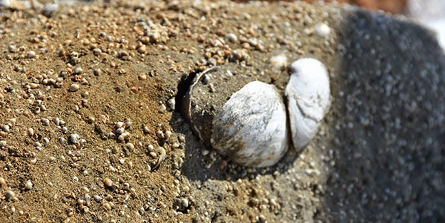 Muş'ta karların erimesiyle 11 milyon yıllık tarih ortaya çıktı