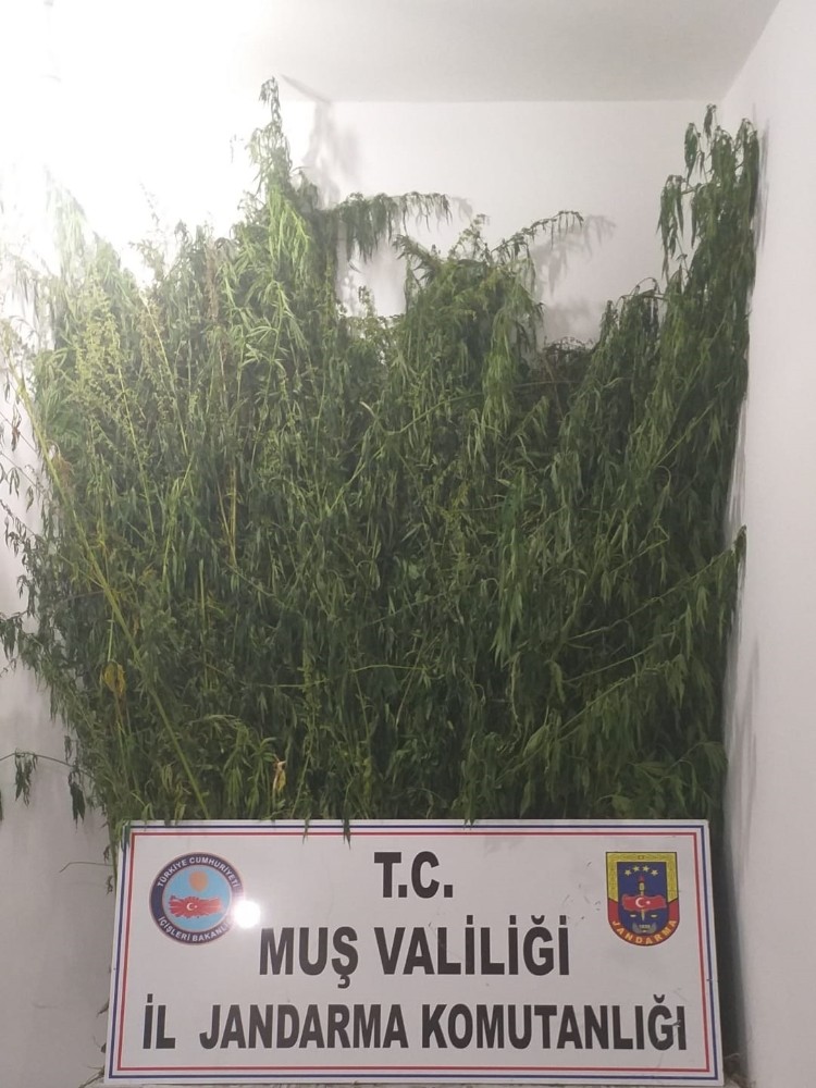 Muş’ta kenevir operasyonu: 3 gözaltı 