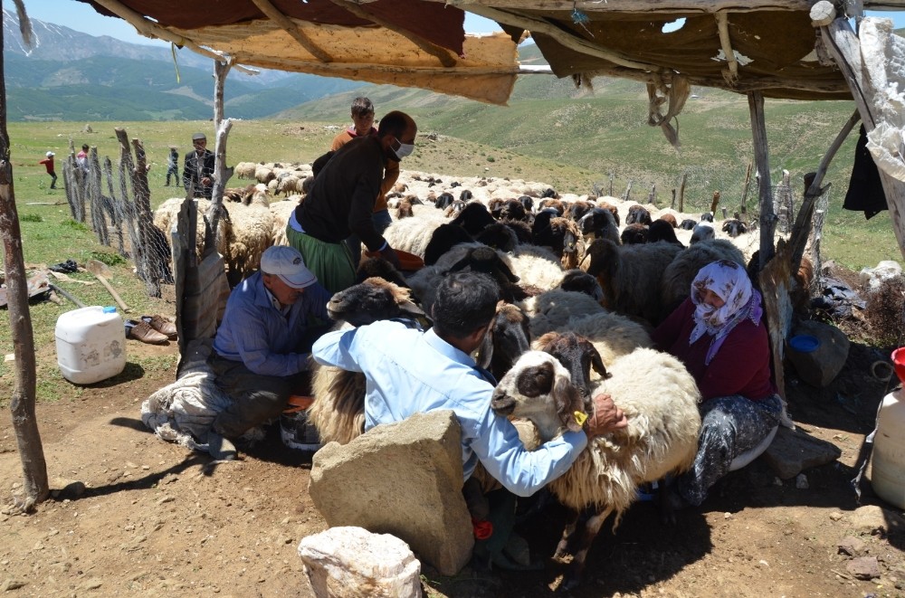 Muş’ta köylüler yaylaya çıkmaya başladı 