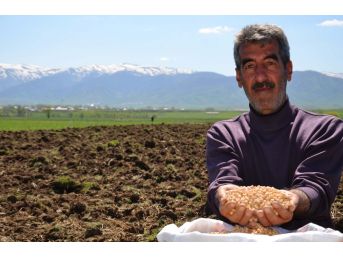 Muş’ta Nohut Ekimine Başlandı