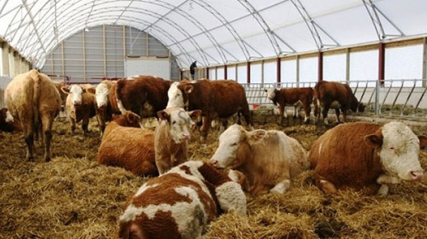 Mustafa Aksu: Yurt dışından gelen hayvanlarda şarbon çıkmadı