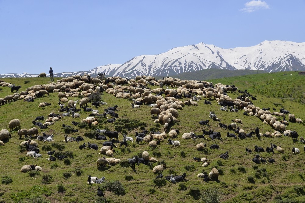 Muş’taki yaylalar besicileri ağırlamaya başladı 