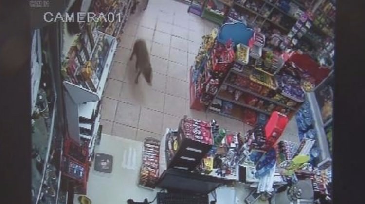 Müşteriler görünce şok oldu! Çakal markete girdi
