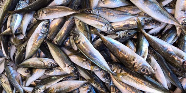 Mutfağımıza balık adeta girmez oldu