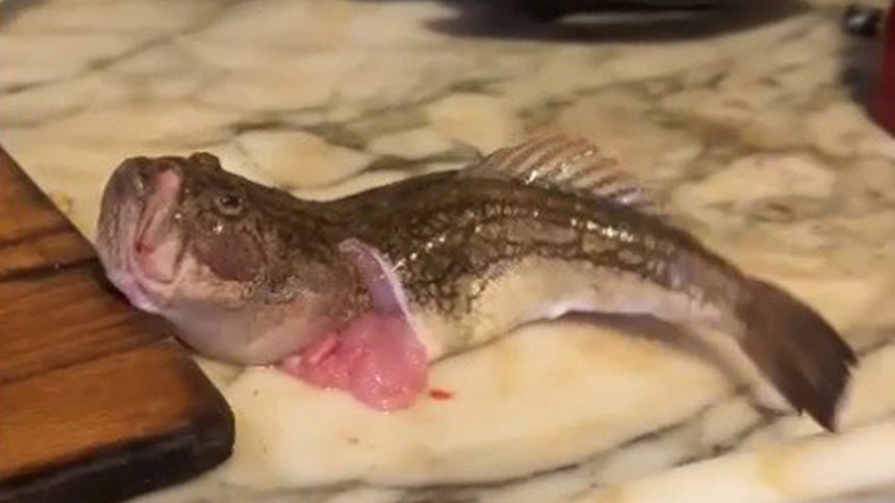 Mutfakta hayrete düşüren manzara! Balığın iç organları çıkarılınca çırpınmaya başladı