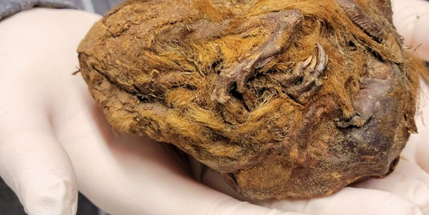 Müthiş keşif: Donmuş kürk yumağı bulundu! Buz Devri’nden 30.000 yıllık bir sincaba dönüşüyor