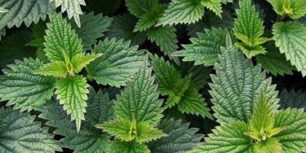 Mutlaka balla karıştırın! - FOTO