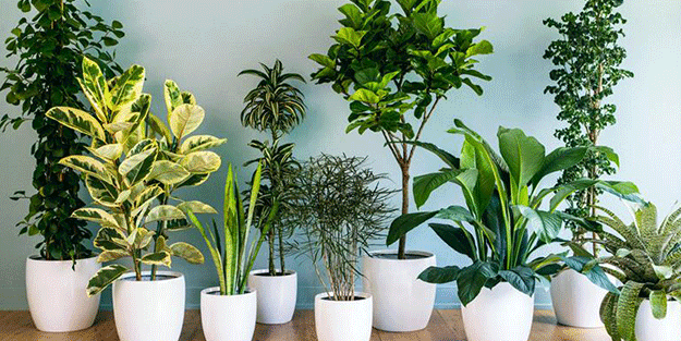 Mutlaka ve mutlaka odanızda bulundurun! İşte havayı temizleyen 12 bitki