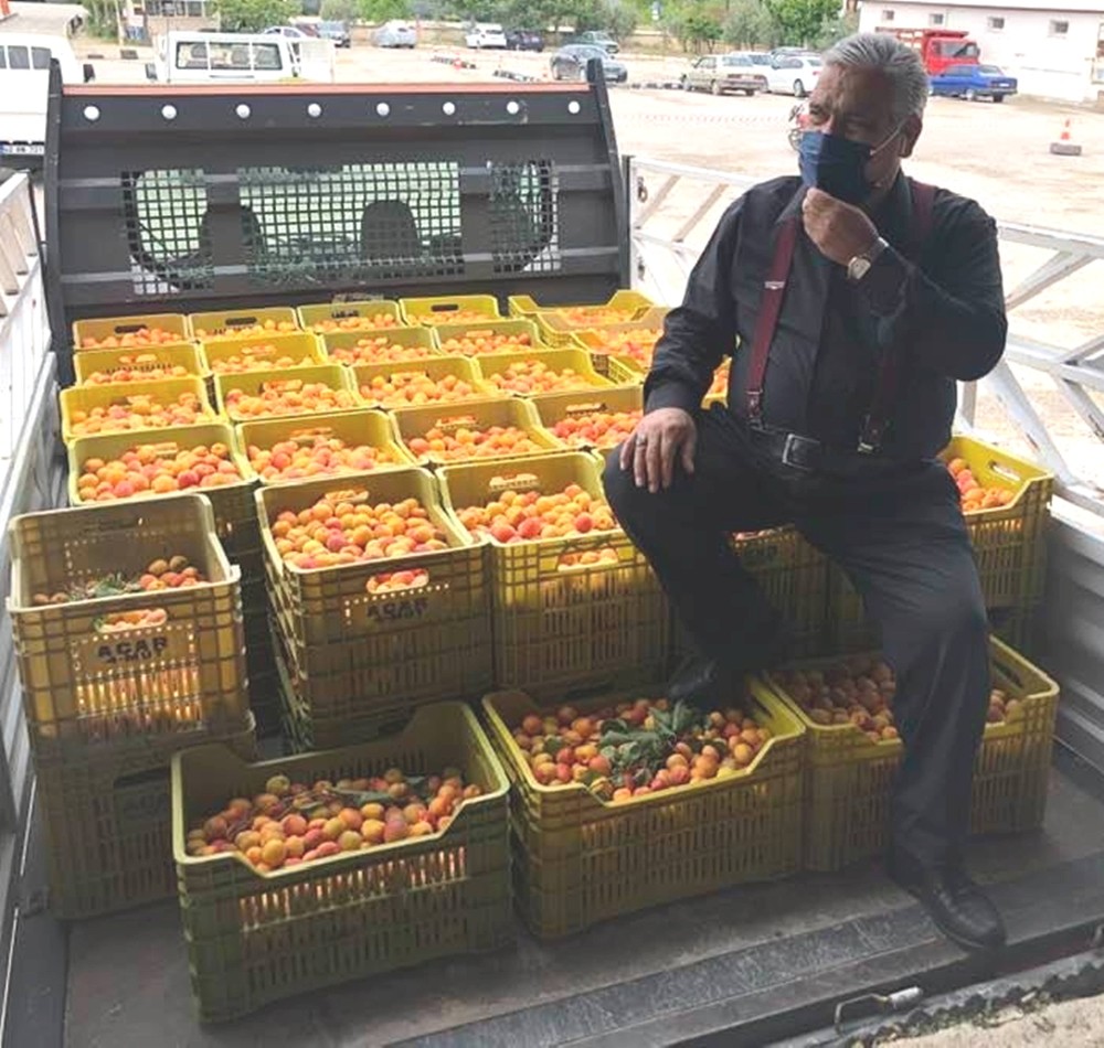 Mut’ta kayısı üreticisi fiyatlardan, tüccar kaliteden memnun 