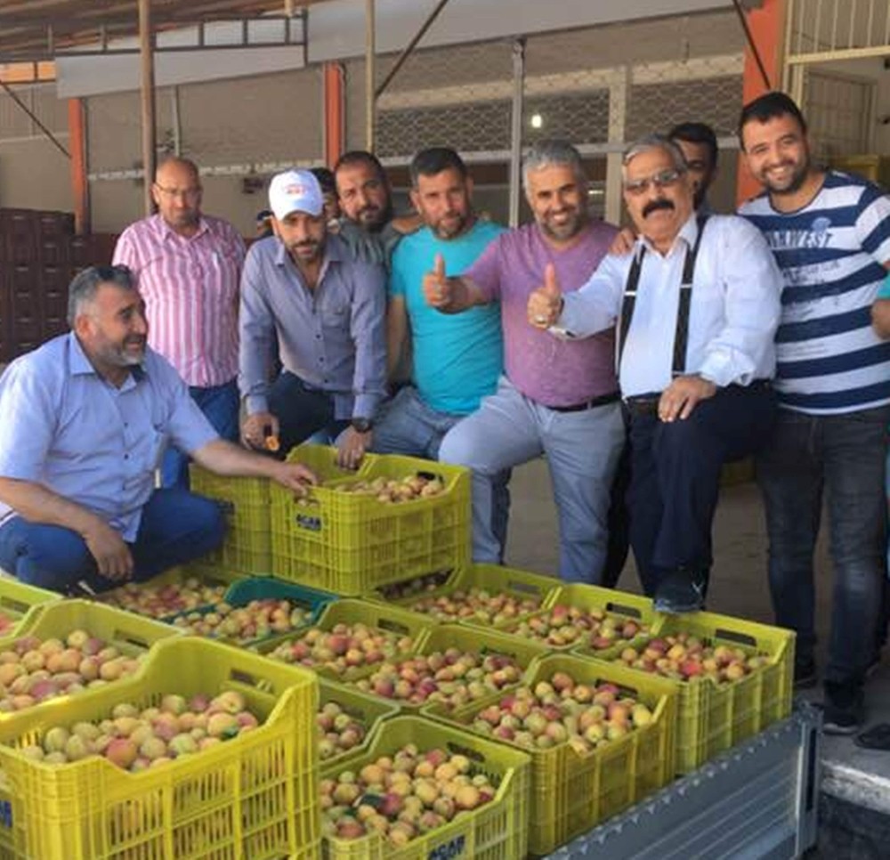 Mut’ta kayısı üreticisi sezonu mutlu kapattı 