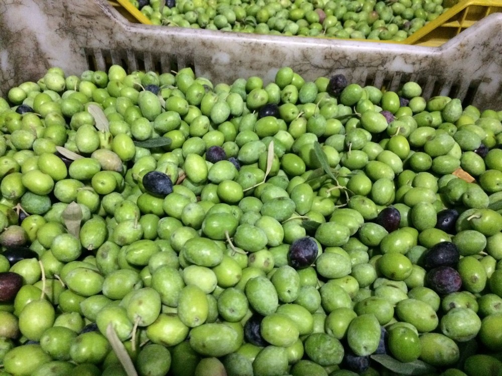 Mut’ta zeytin hasadı 10 gün önce başladı 