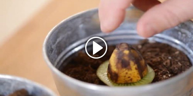 Muz ile kiviyi birleştirdi ve...