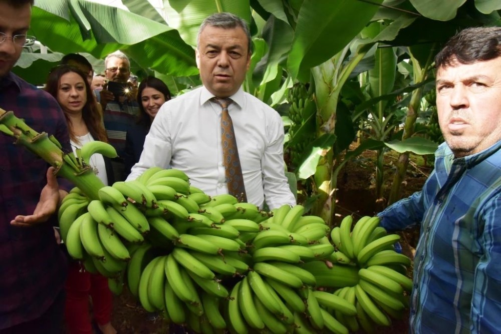 Muz üretimi 163 bin tona ulaştı 