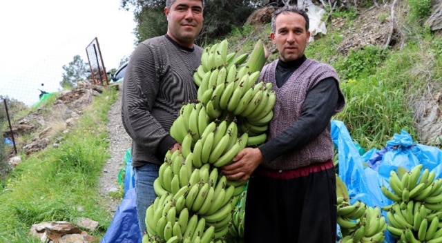 Muzda rekor fiyat üreticisini sevindirdi