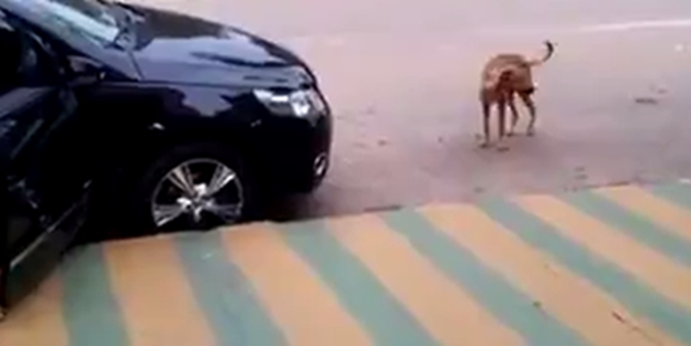 Müziği duyunca oynamaya başlıyor - VIDEO