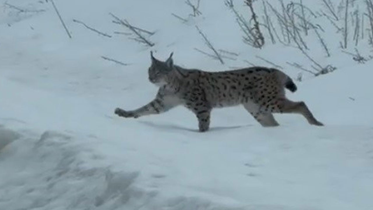 Nadir görülen anlar kamerada!