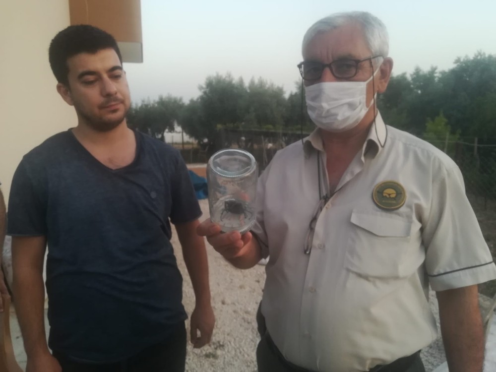 Nadir görülen geyik böceği Osmaniye’de ortaya çıktı 