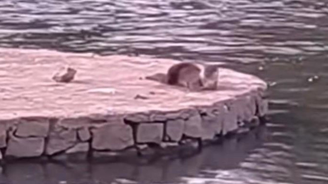 Nadir görülen hayvan Diyarbakır’da güneşlenirken görüntülendi