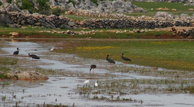 Nadir görülen kara leylekler Beyşehir Gölü'nde fotoğraflandı