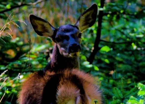 Nadir görülen kızıl geyik kameraya yakalandı!