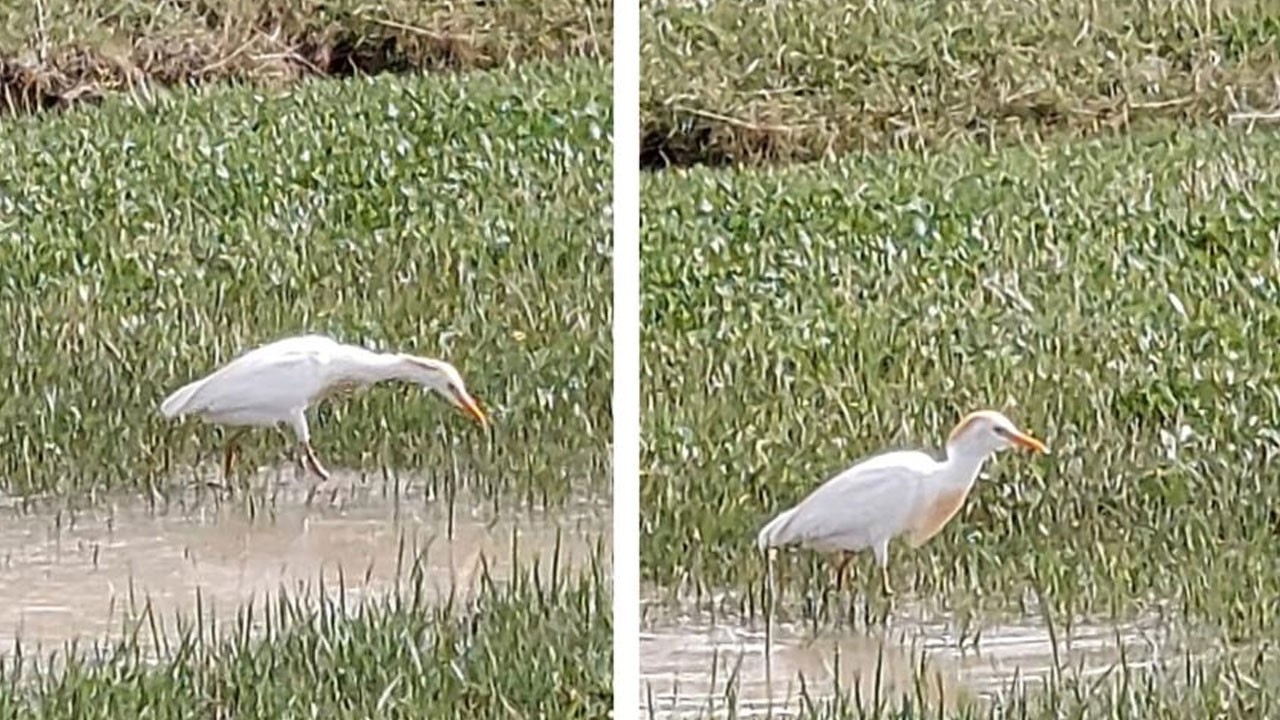 Nadir görülen o hayvanı fotoğrafladı