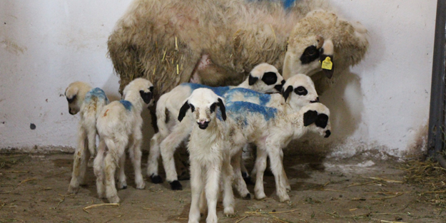 Nadir görülen olay! Koyun altız yavruladı
