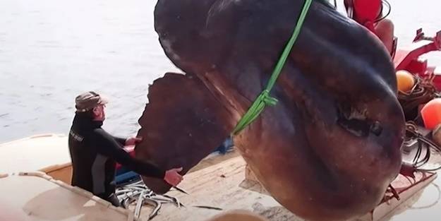 Nadir görülüyor! Balıkçıların ağına takıldı, tartılırken tartı kırıldı