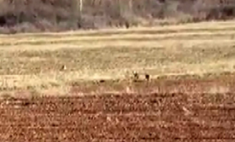 Nadir görülüyordu, 3’ünü bir arada görüntüledi 