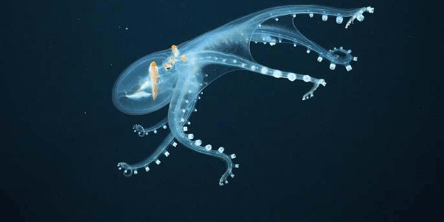 Nadir olarak ortaya çıkan 'Cam Ahtapot' böyle görüntülendi