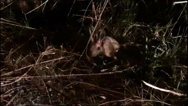 Nadir rastlanan Arap tavşanı orada görüldü