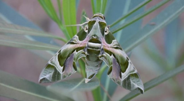 Nadir rastlanan mekik kelebeği Marmaris bölgesinde görüldü