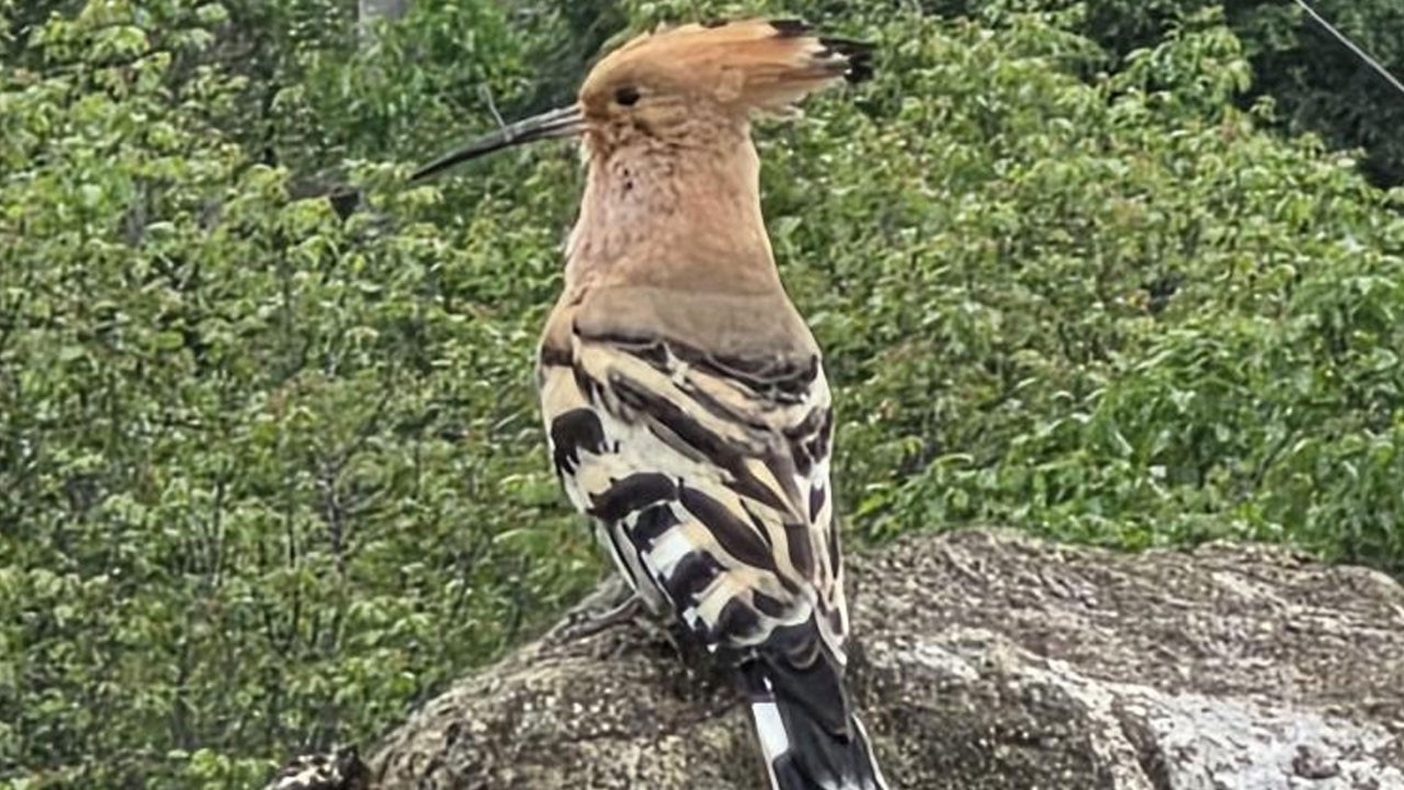 Nadir rastlanan o kuş Hanönü’nde görüldü