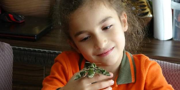 Nadir rastlanan 'zakkum kelebeği' ortaya çıktı