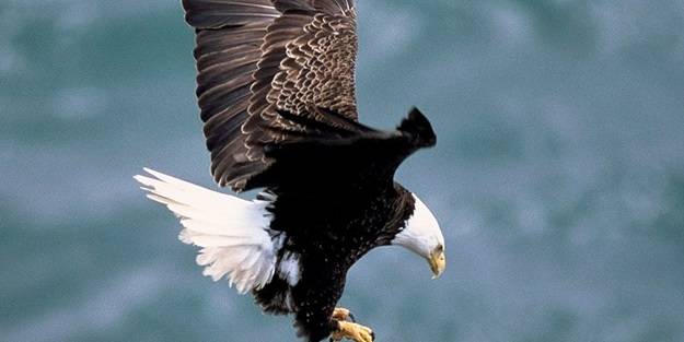 Nadiren ortaya çıkıyorlar! Moğolistan’da görüldü