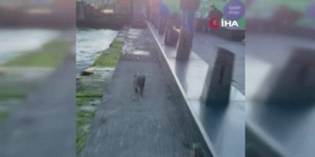 Nadiren rastlanan tür İstanbul'da görüntülendi