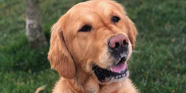 Nafaka mağdurunun köpeği haczedildi