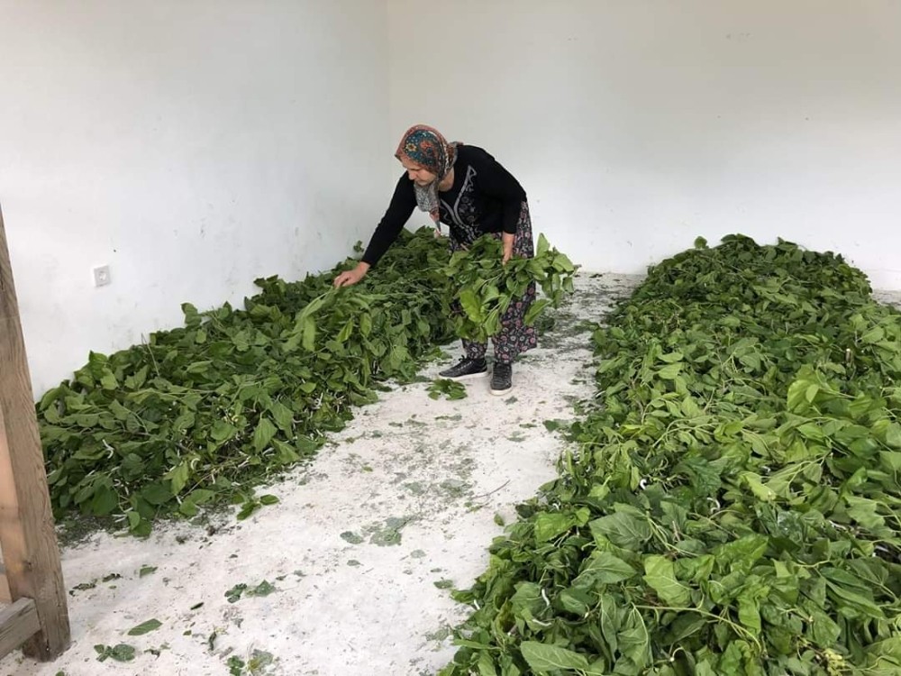 Nallıhan’da İpek Böceği yetiştiriciliği ev ekonomisine katkıda bulunuyor 