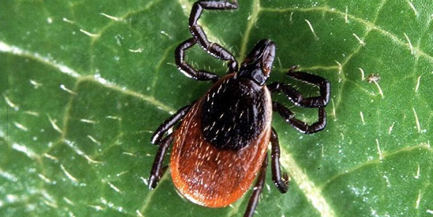 Namibya'da korkutan salgın ilanı