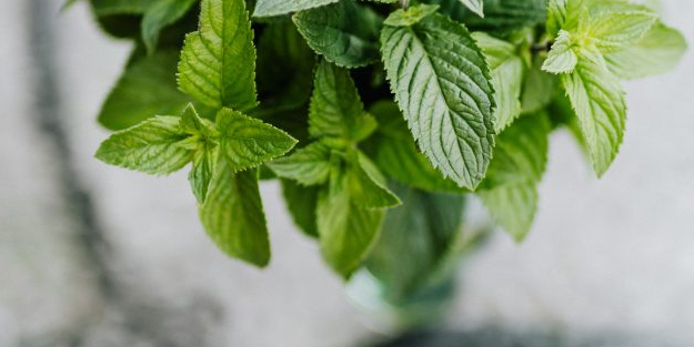 Nane: Türk mutfağında için sebze ve meyveyi geçti resmen listenin en başına kondu! Şaşkına çeviren faydaları oldu!